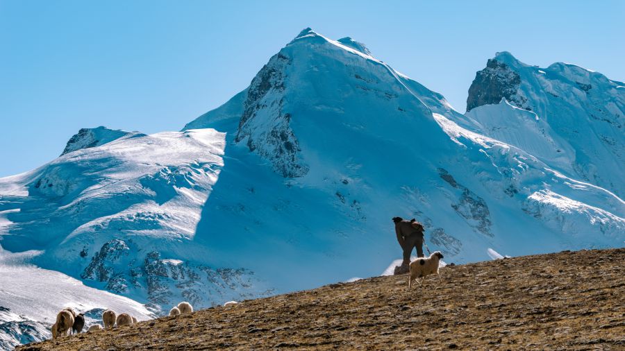 shepherd alpine Shepherds in front of the snow-capped mountains 