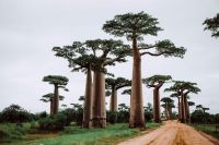 Madagascar  