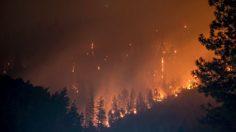 campfire wildfire Burning Forrest 