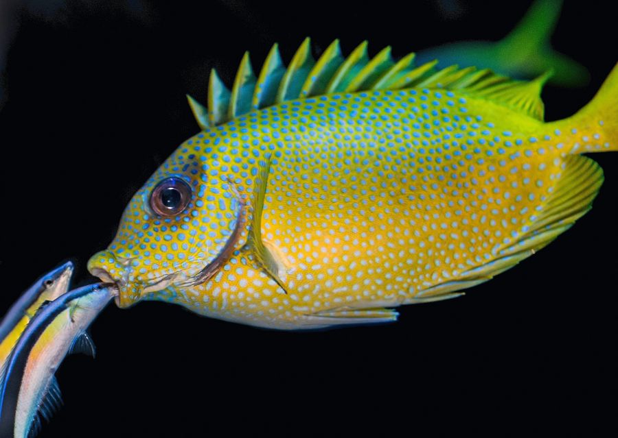 Keywords Fish A Rabbitfish gets a “flossing” from two cleaner Wrasses. sea,fish,cairns aquarium