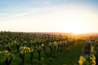 Vineyard astrophysicist Not only do I like wine, I love vineyards as well. When the light turns gold you just have to get out at take photos like these. 