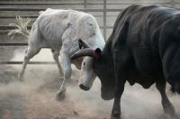 Fighting #rodeo 
#animals
#steers
#bull riding rocky mountains,colorado,bull