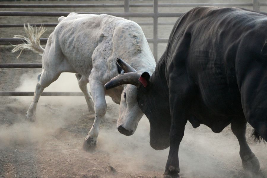 Fighting #rodeo 
#animals
#steers
#bull riding rocky mountains,colorado,bull