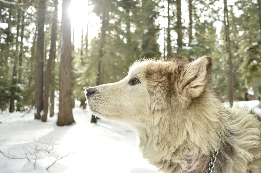 Wolf Mountain Dog in a snowy forest 