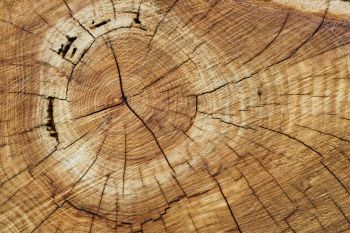 Wood fibers  