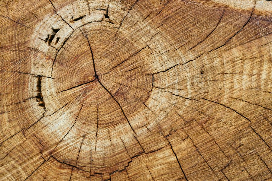 Wood fibers  