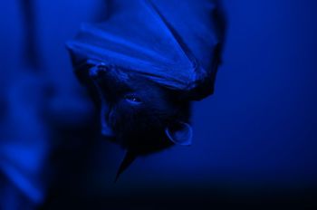 Bats Night