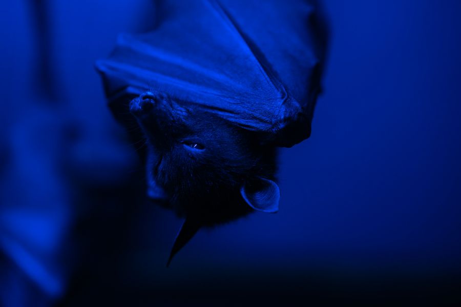 Bats Night  