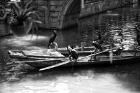 Traditional fishing Cormoran birds used for traditional fishing in Tongli water town, China china,suzhou,wujiang