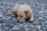 Animal adoption A homeless dog resting on a rocky beach in Batumi, Georgia. The light tan dog lies on smooth, multicolored stones, appearing peaceful yet melancholic. This image captures a quiet moment for the stray dog. batumi,georgia,dog in need