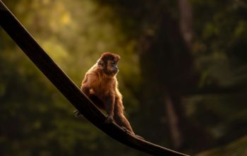 Brown capuchin Capuchin