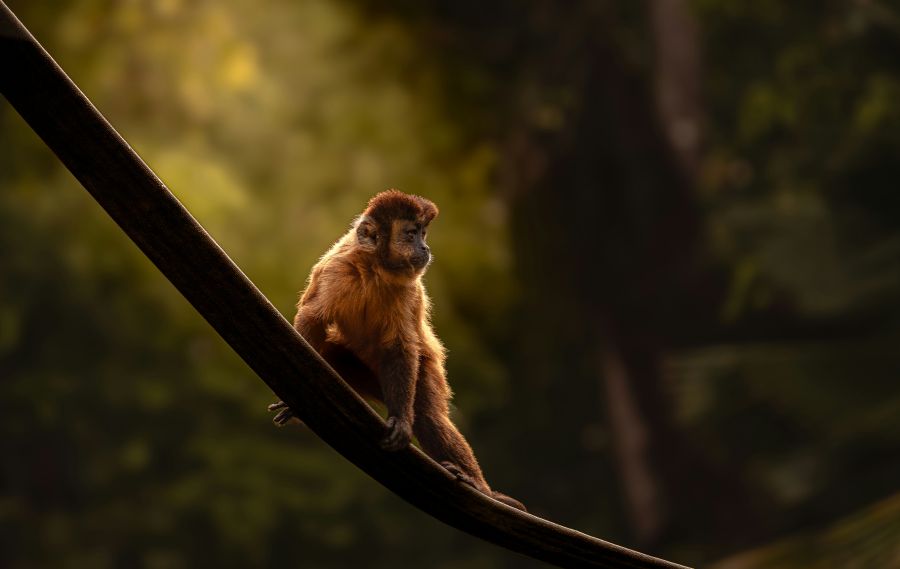 Brown capuchin Capuchin 