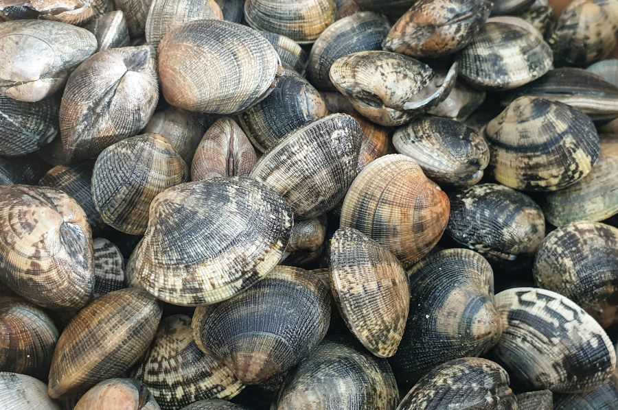 clams Clams on sale in fishmonger 