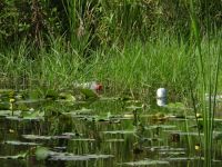 Environmental pollution Please keep your trash out of our beautiful parks, by Anita Denunzio usa,florida,tampa bay