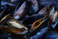 Mussels Mussels 