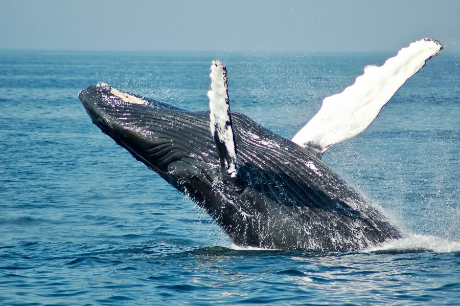 whale performance  