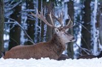 Snow alert  grey,mammal,deer