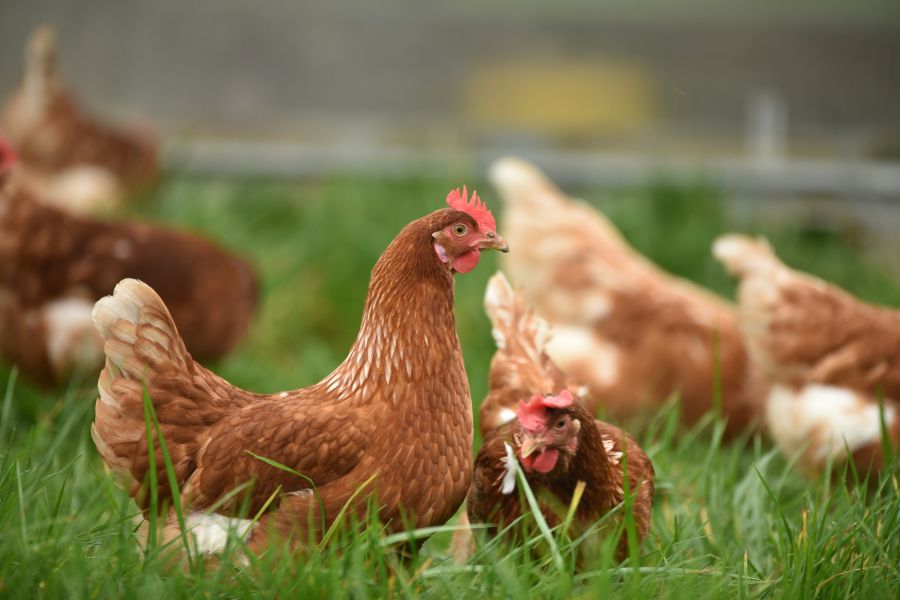 Chickens  gråsten,danmark,brown