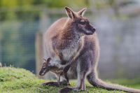 Wallaby Wallabee and baby stoke-on-trent,uk,grey