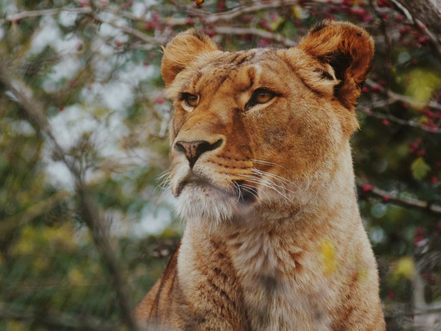 lioness Lioness