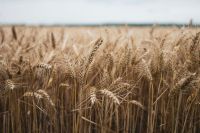 Wheat fields In a field plant,produce,food