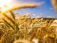 Farming  farming,sunrise,nature