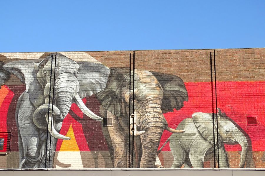 Circus Family Above the shops in Boscombe Bournemouth this wonderful street art of a family of elephants.  The history behind the art is once upon a time Elephants were led through the high street when the circus came to town. Those days are gone now thankfully.  boscombe,uk,bournemouth