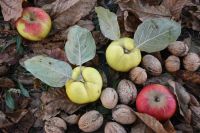 Autumn fruits Autumn fruits, walnuts, apples, apple quinces, autumn fall,walnuts,autumn