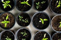 Urban farming Urban Gardening – Raising tomatoes for self support garden,plant,seed