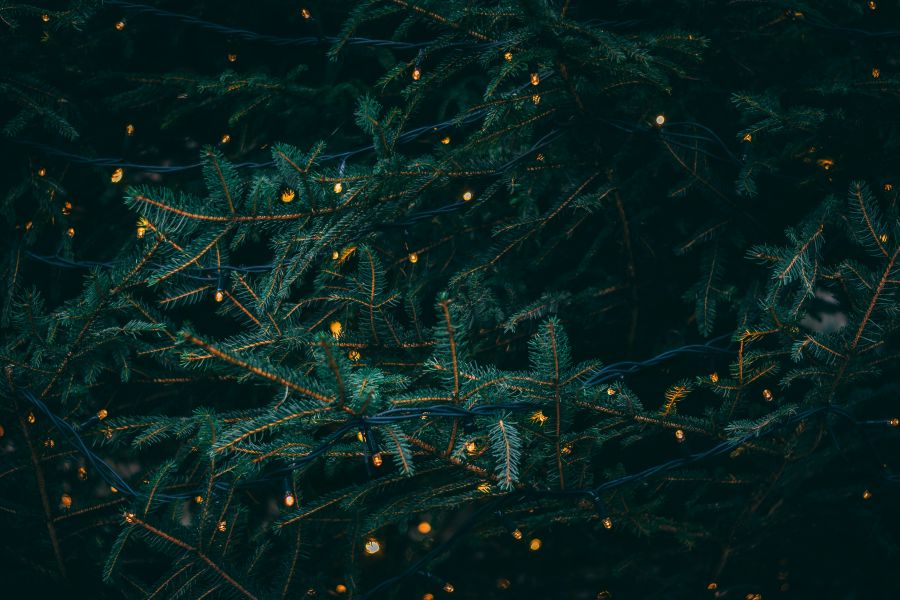 Christmas tree This shot was actually a test shot to get the exposure right for a portrait shoot I was starting, I took this without even looking through the viewfinder but I was so happy with it even though it was unintentionally a great shot. 