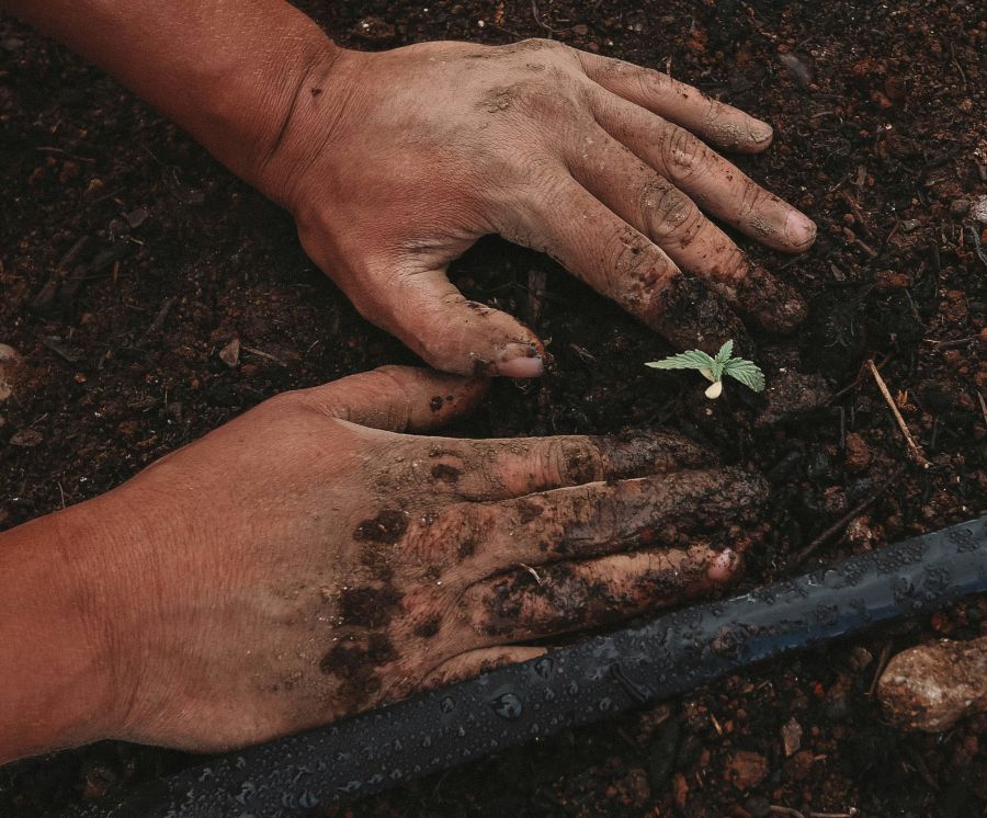 Farmer Hemp planting at farm | greenforcestaffing.com usa,estacada,or