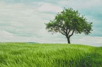 tree Tree in green wheat field 