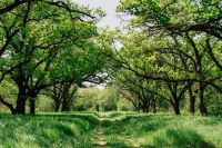 trees garden  