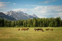 Keyword Horses Road Trip horse,nature,united states