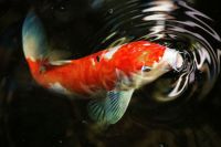 carp fish  