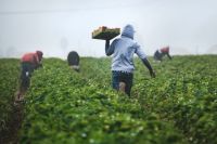 Farmers agriculteurs Fast Strawberries  |  When strawberries are harvested, the pickers are paid by the box, so they run with their filled boxes to ensure they can pick as many as possible and earn enough money during harvest season. Be thankful for those who get food to our tables.  nipomo,ca,usa