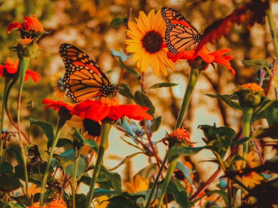 Butterfly garden  