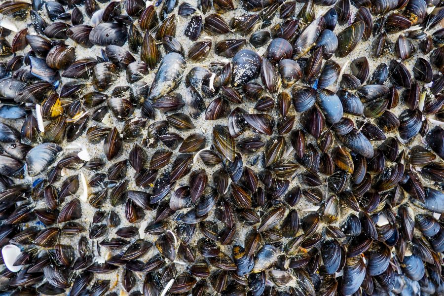 mussel shell Walking along Ocean Grove on the Jersey Shore we came across an outcropping of jagged rocks. They were filled with spouts of water from the crashing waves and hundreds of colonies of tiny mussels. Yum.