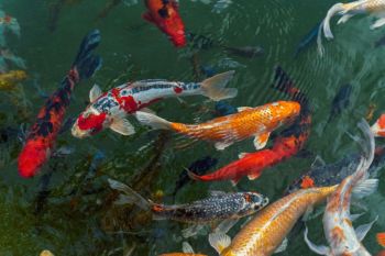 Koi fish Colors:

 I just get so seductive about these colors, this is all I have to say. If you like this picture share it or download it if you want,  this my gift and I love sharing it with all of you. Thank you