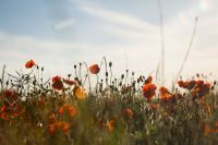 Armistice  poppy,sunshine,armistice