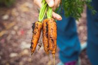 Organic farming Fresh harvest bio homegrown carrots – urban gardening in raised bed. Made with Canon 5d Mark III and loved analog lens, Leica APO Macro Elmarit-R 1:2.8 / 100mm (Year: 1993) food,gardening,germany