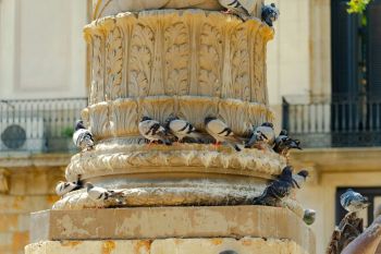Pigeons monument Pigeons standing