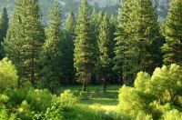 Trees Kings Canyon National Park tree,forest,kings canyon national park