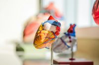 Organ donation Model organ 