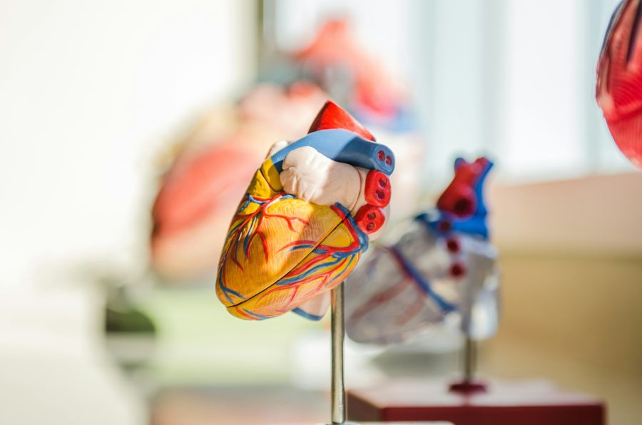 Organ donation Model organ 