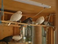 pigeon loft  