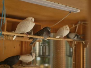 pigeon loft