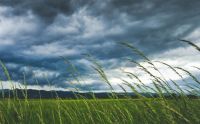 Storm Windy  grey,windy,grass