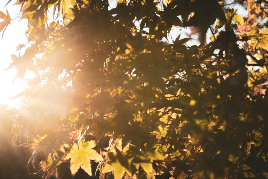 Sunny Weather  leaf,nature,shining