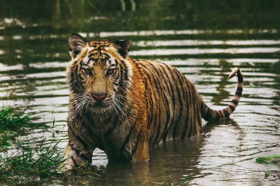 Tiger ou Tiger in water tiger,big cat,zoopark